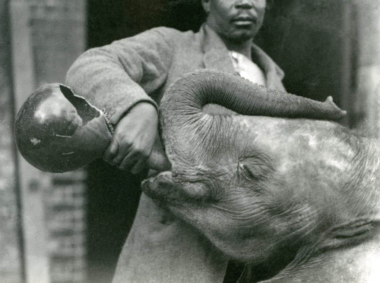 Darisha podaje młodemu słoniowi afrykańskiemu Kiberenge drinka, podczas gdy Syed Ali patrzy w tle, londyńskie zoo, wrzesień 1923 r. (mc. zdjęcie) autorstwa Frederick William Bond
