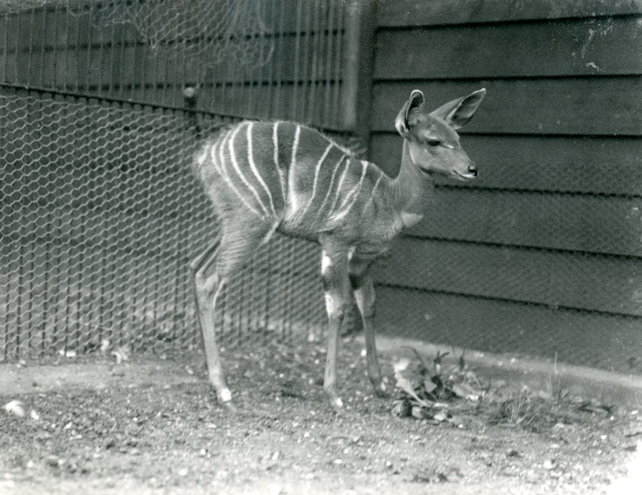 Młody Lesser Kudu w londyńskim zoo, 1914. autorstwa Frederick William Bond