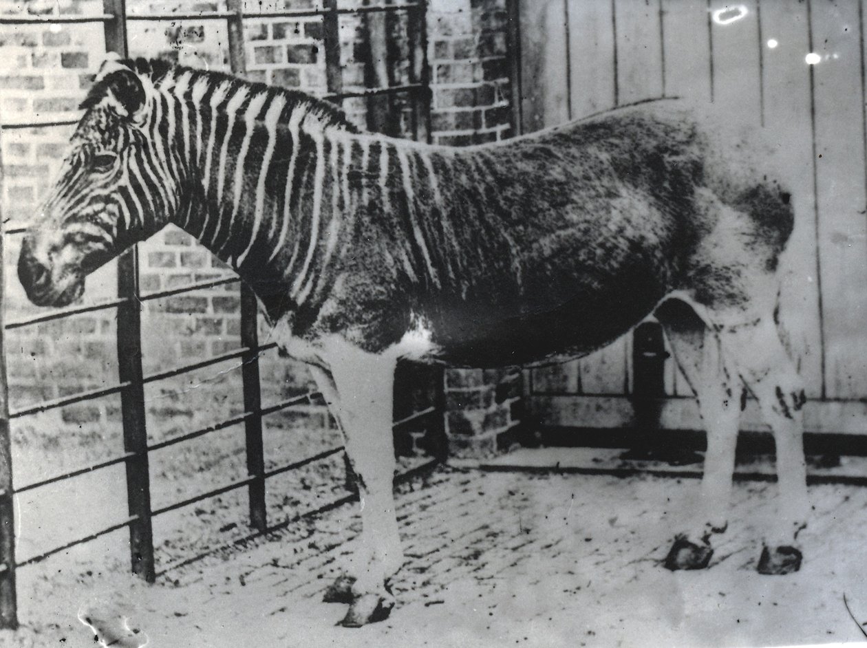 Quagga w ZSL London Zoo, prawdopodobnie lato 1870 (zdjęcie bw) autorstwa Frederick York