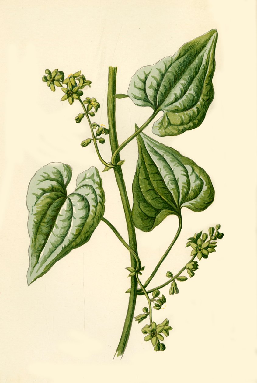 Czarna Bryony, 1877. autorstwa Frederick Edward Hulme