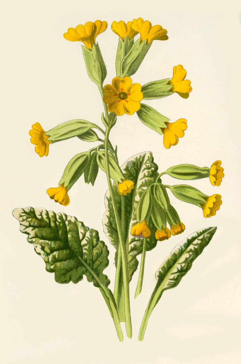 Cowslip, 1877. autorstwa Frederick Edward Hulme