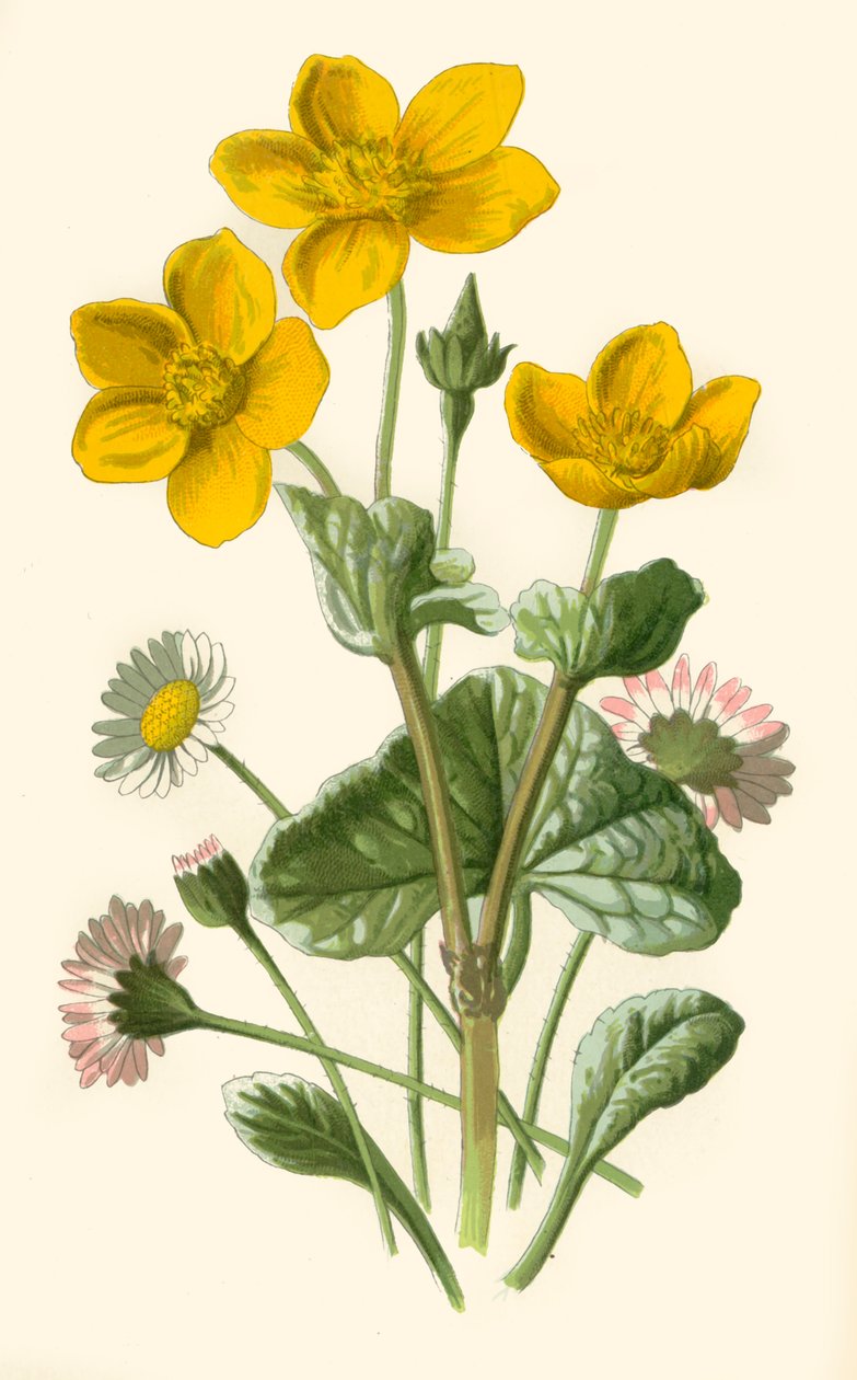 Daisy i Marsh-Marigold, 1877. autorstwa Frederick Edward Hulme