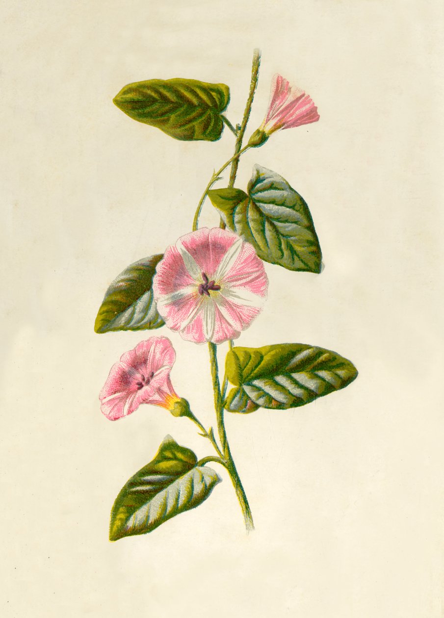 Field-Convolvulus, 1877. autorstwa Frederick Edward Hulme