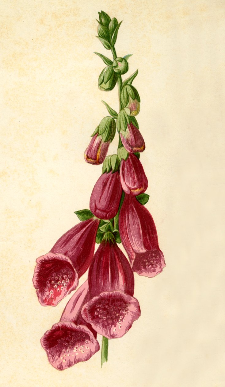 Naparstnica, 1877. autorstwa Frederick Edward Hulme