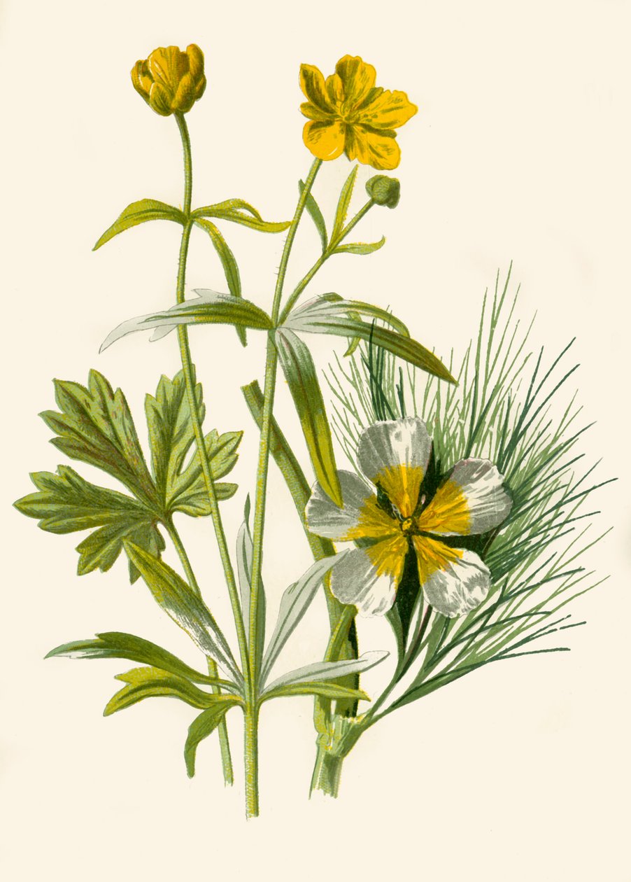 Złotowłosa. Ranunculus wodny, 1877. autorstwa Frederick Edward Hulme