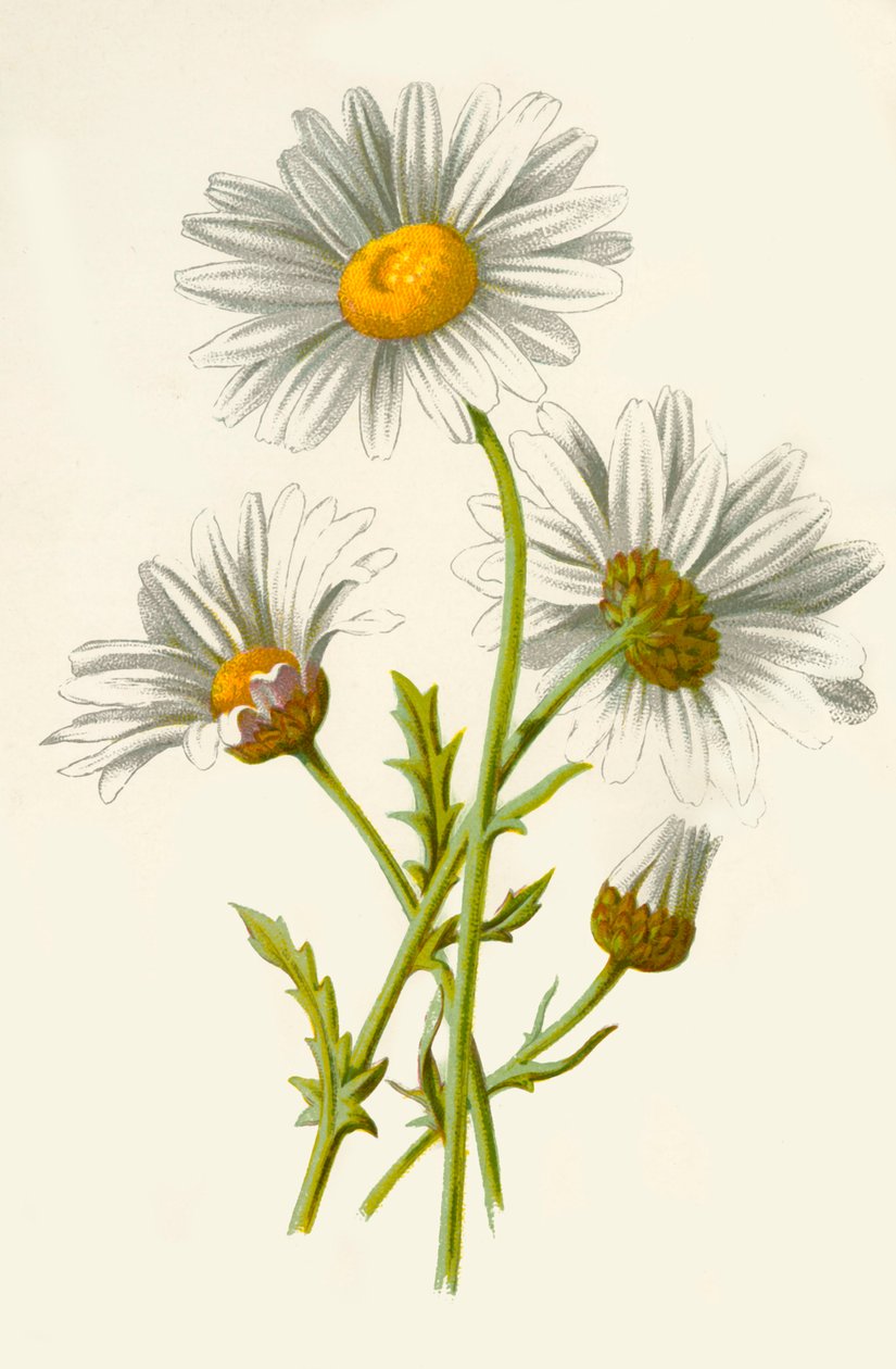 Stokrotka Wół Oko, 1877. autorstwa Frederick Edward Hulme