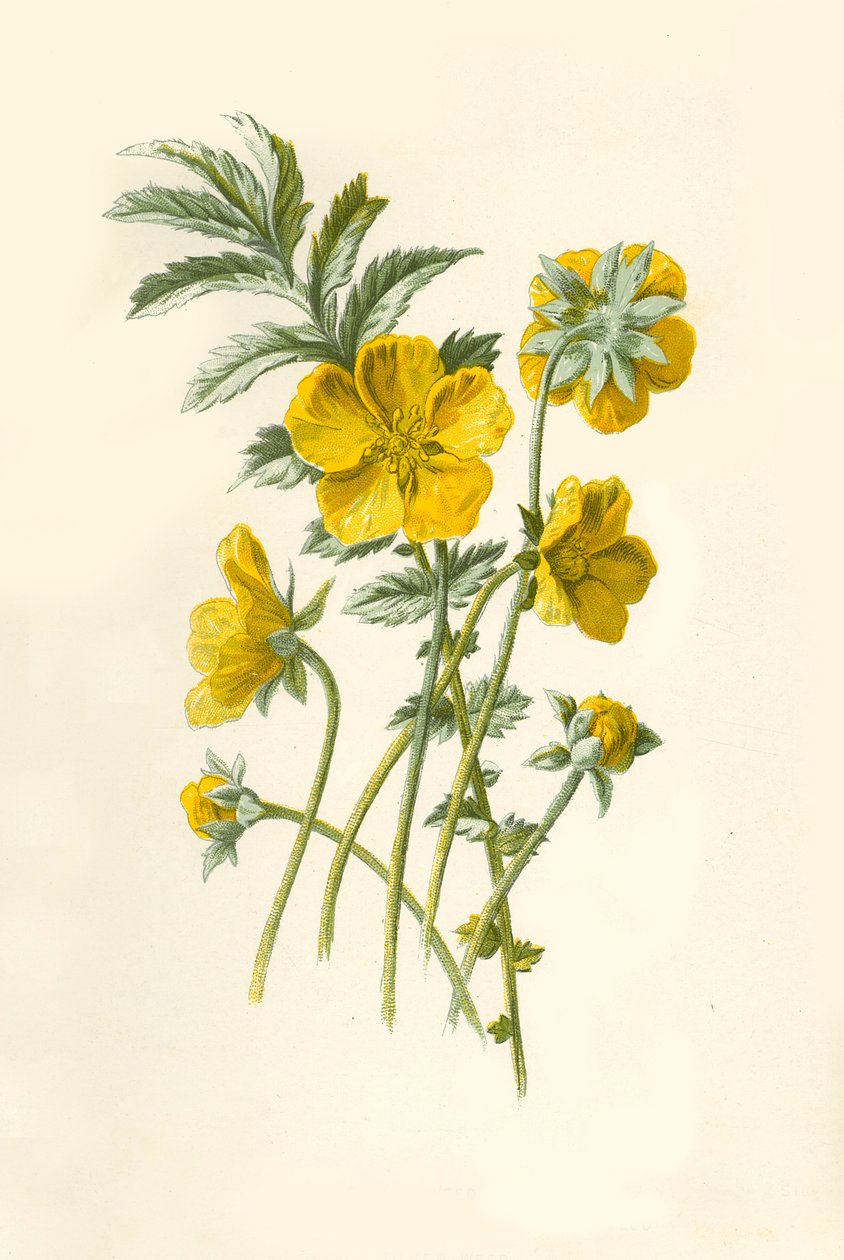 Ziele srebrzyste, 1877. autorstwa Frederick Edward Hulme