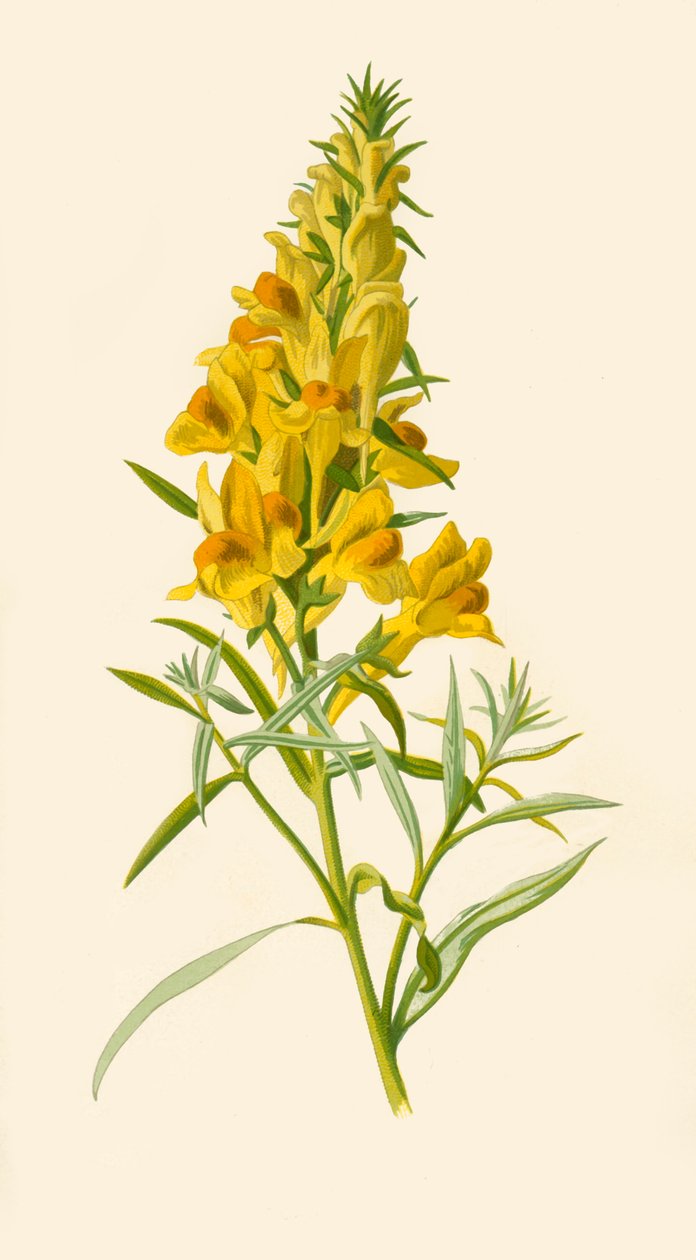 Ropucha, 1877. autorstwa Frederick Edward Hulme