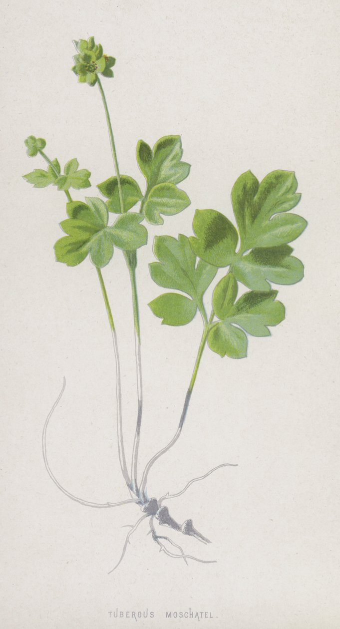 Moschatel bulwiasty (chromolitho) autorstwa Frederick Edward Hulme