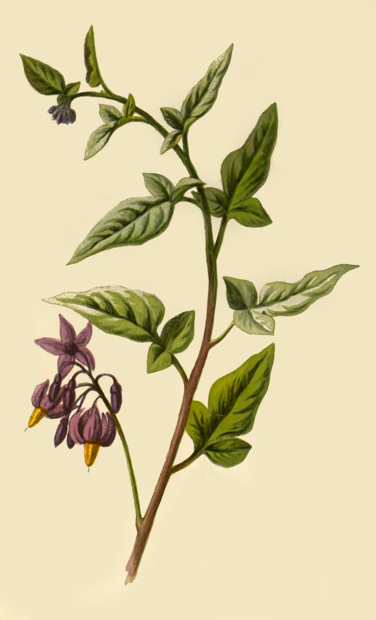 Woody - Nocny Cień, 1877. autorstwa Frederick Edward Hulme