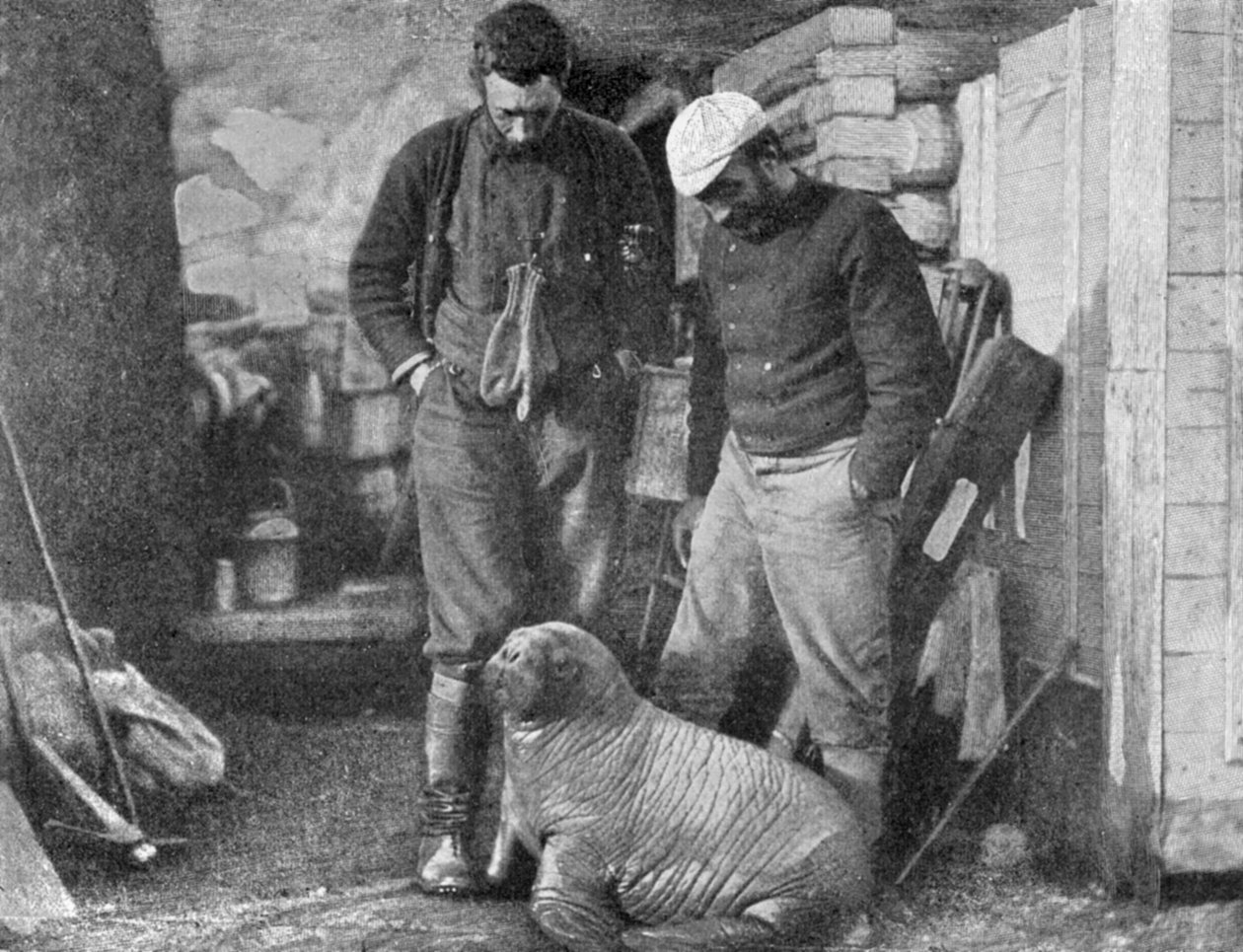 Młody mors, 1899. autorstwa Frederick George Jackson
