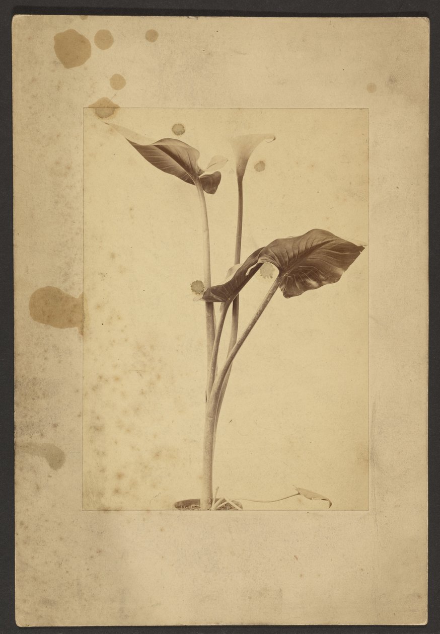 [Calla Lily] autorstwa Frederick H. Hollyer