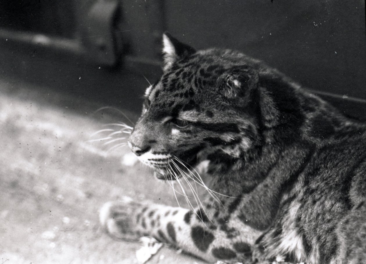 Pantera zachmurzona, 1922 autorstwa Frederick William Bond