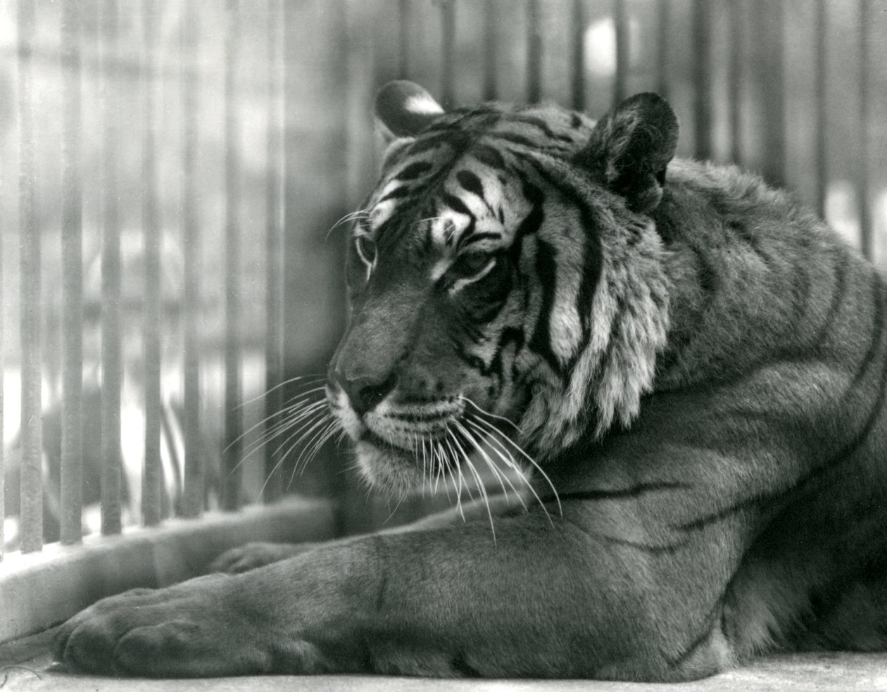 Tygrys Sam w londyńskim zoo, 1925 autorstwa Frederick William Bond