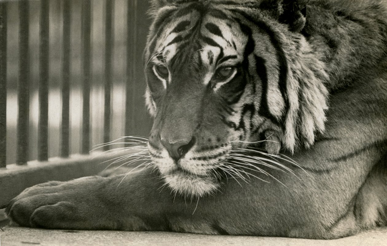Tygrys Sam w londyńskim zoo, 1925 autorstwa Frederick William Bond
