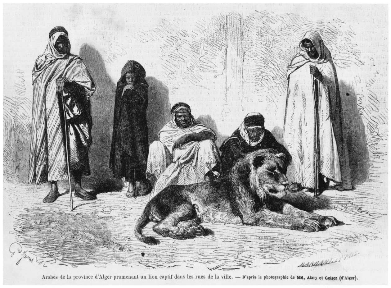 Grupa Arabów z prowincji Algier, spacerująca ze schwytanym lwem po ulicach miasta, z Le Monde Illustre, styczeń 1864 autorstwa French Photographer