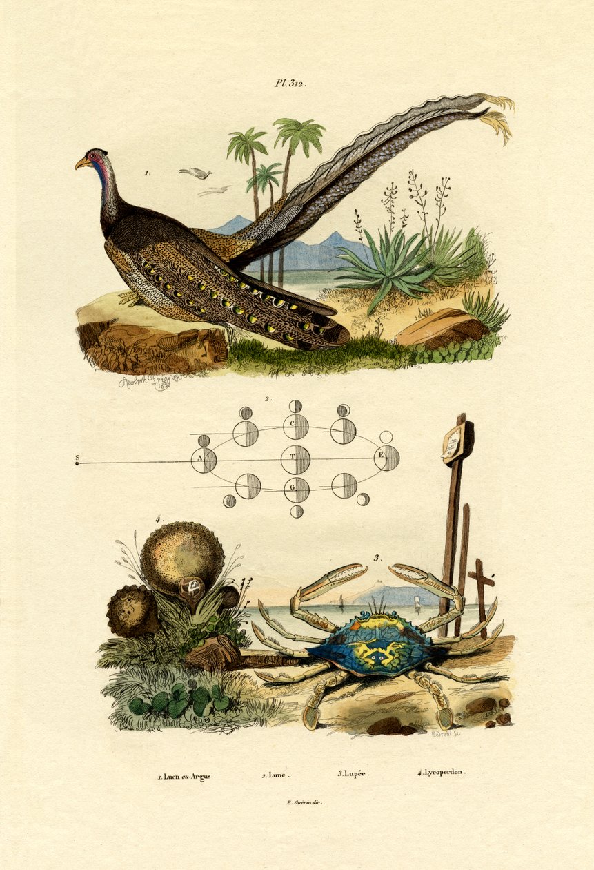 Bażant Argus, 1833-39 autorstwa French School