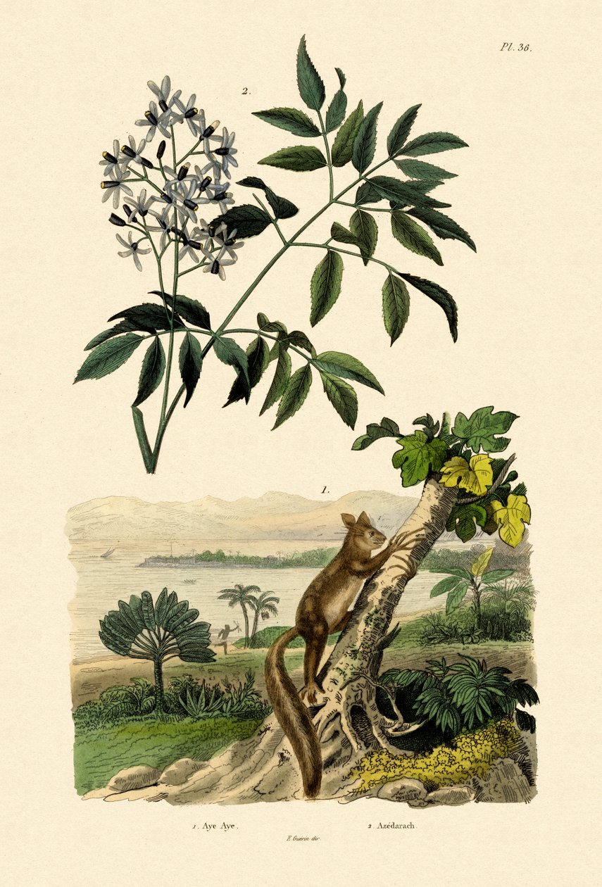 A-A, 1833-39 autorstwa French School