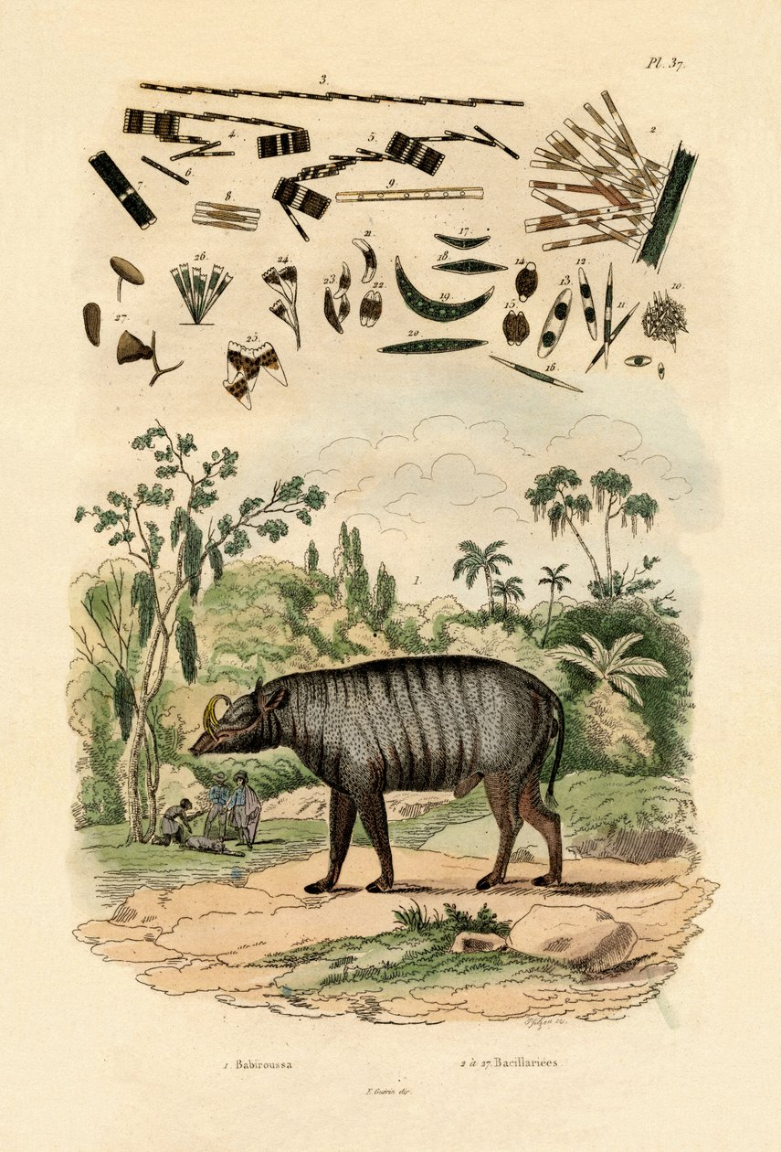 Babirusa, 1833-39 autorstwa French School