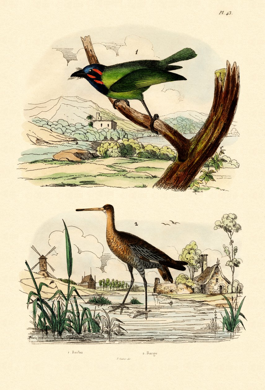 Barbet, 1833-39 autorstwa French School