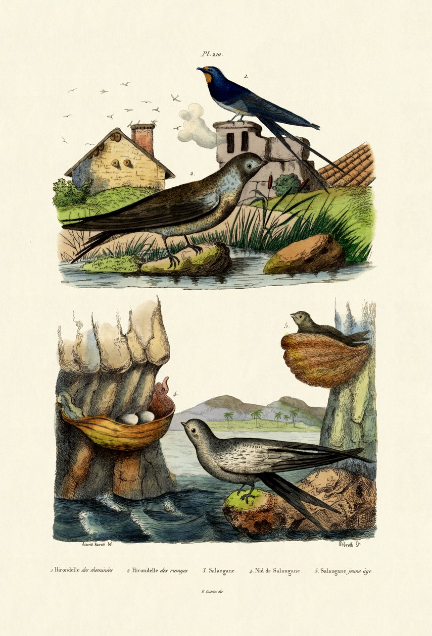 Jaskółka stodoła, 1833-39 autorstwa French School