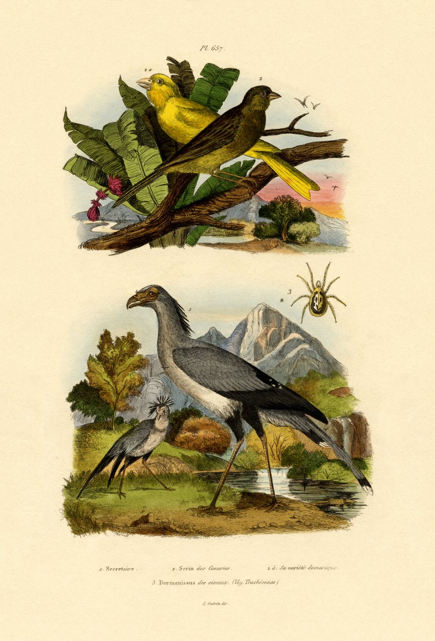 Ptasie roztocze, 1833-39 autorstwa French School