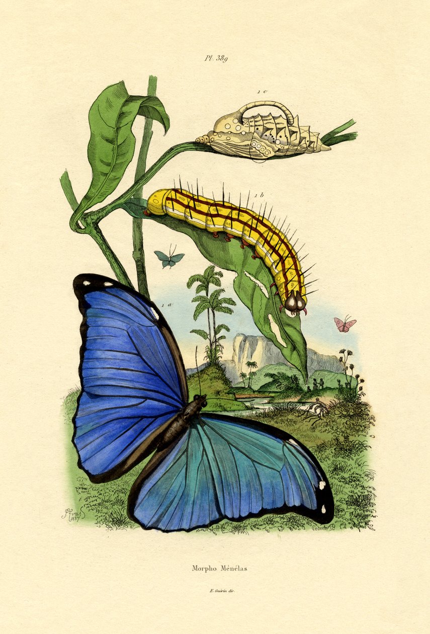 Niebieski Morpho, 1833-39 autorstwa French School