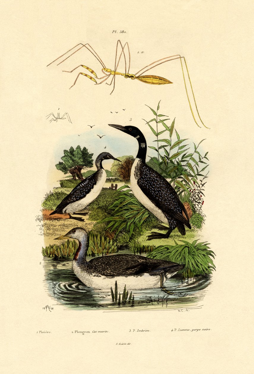 Bug, 1833-39 autorstwa French School