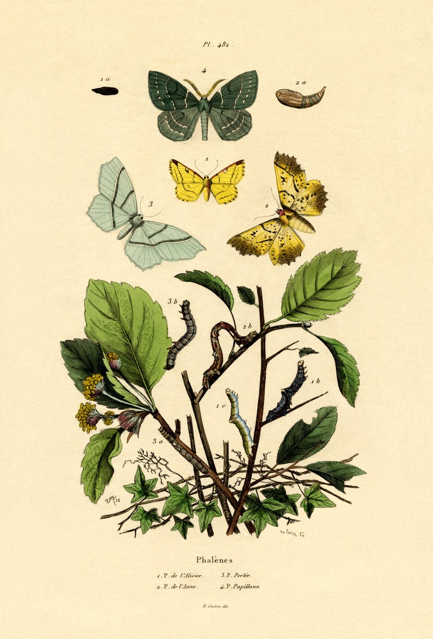 Motyle, 1833-39 autorstwa French School