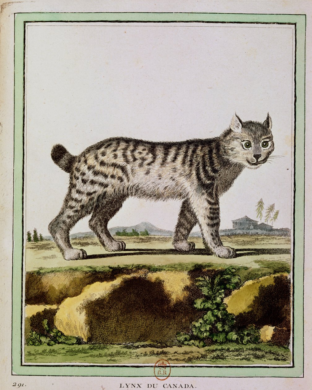 Ryś kanadyjski (Lynx Canadensis) autorstwa French School