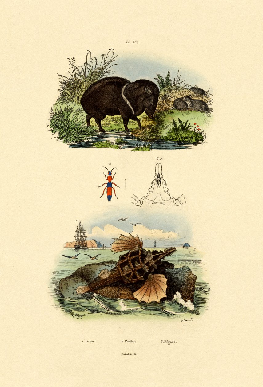 Pekari z kołnierzykiem, 1833-39 autorstwa French School