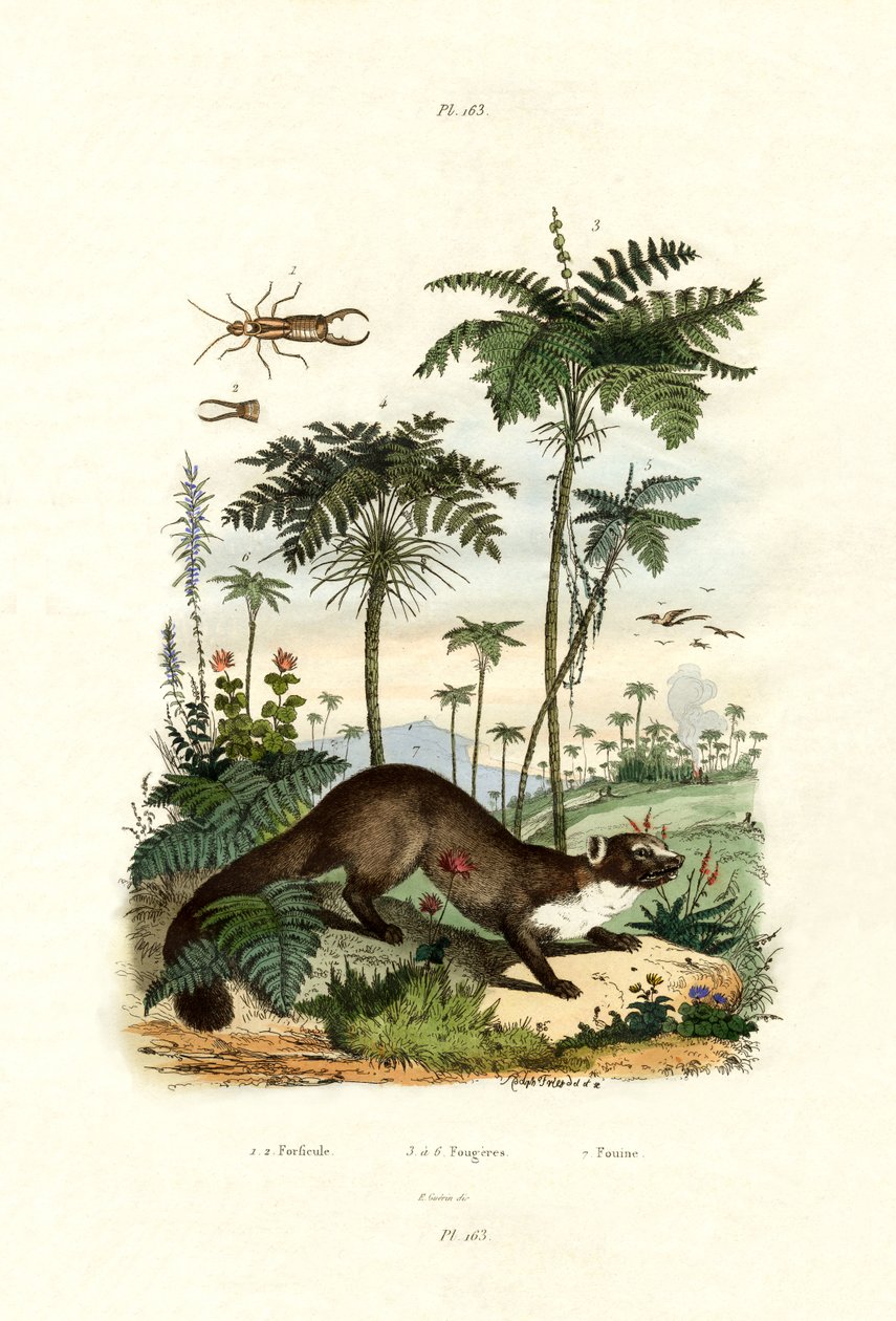Skorek pospolity, 1833-39 autorstwa French School