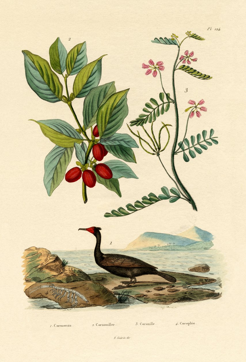 Kormoran, 1833-39 autorstwa French School