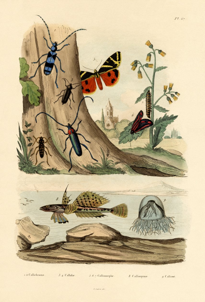 Ćma Rosy, 1833-39 autorstwa French School