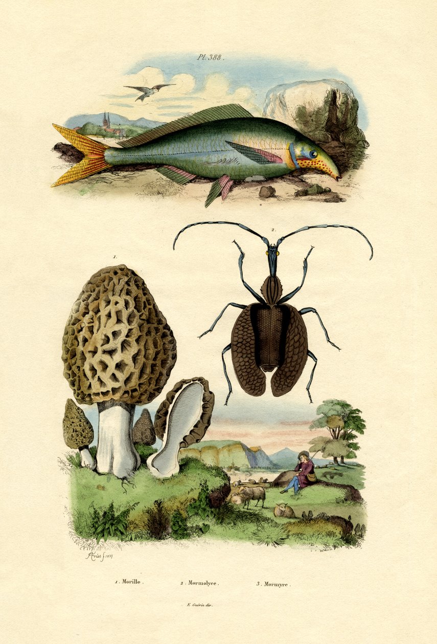 Jadalny Morel, 1833-39 autorstwa French School