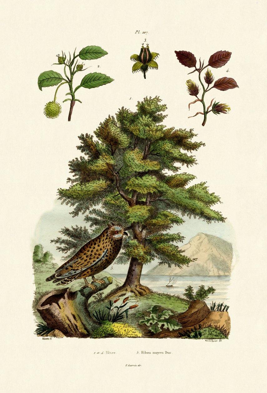 Buk Europejski, 1833-39 autorstwa French School