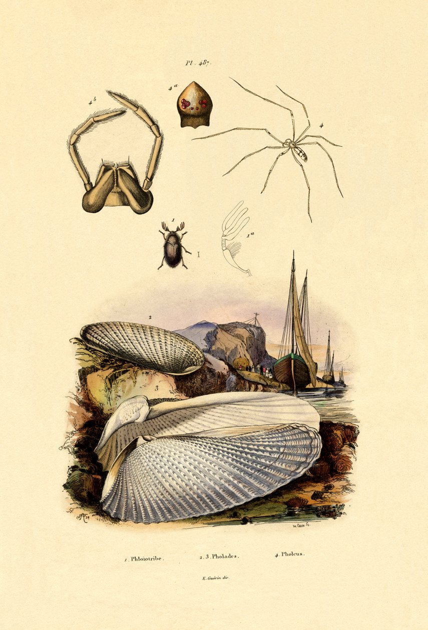Powłoka palca, 1833-39 autorstwa French School