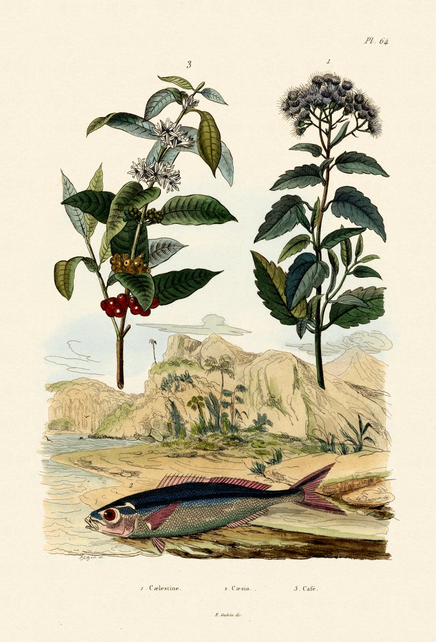 Fizylier, 1833-39 autorstwa French School