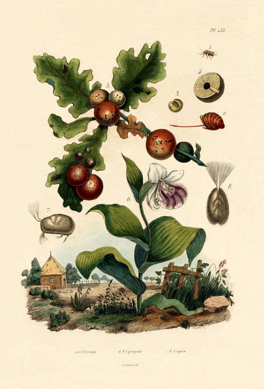 Osa galasowa, 1833-39 autorstwa French School
