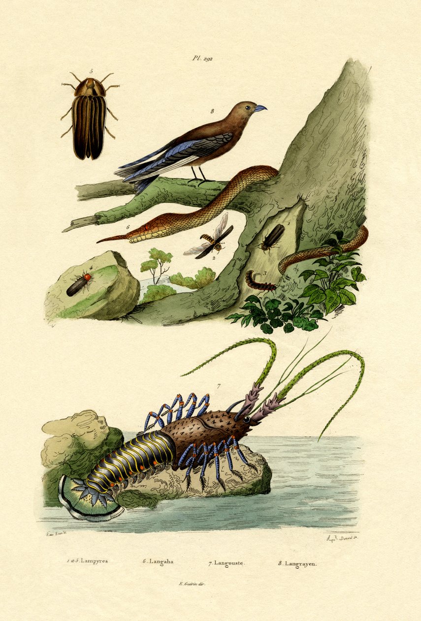 Glimworm, 1833-39 autorstwa French School