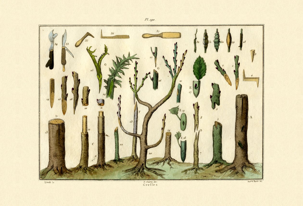 Szczepienie, 1833-39 autorstwa French School