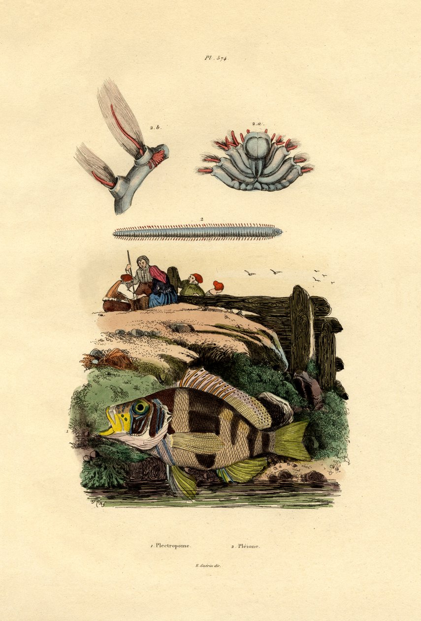 Grouper, 1833-39 autorstwa French School