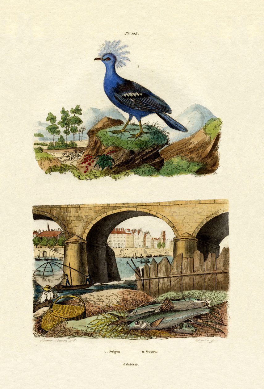 Gudgeon, 1833-39 autorstwa French School