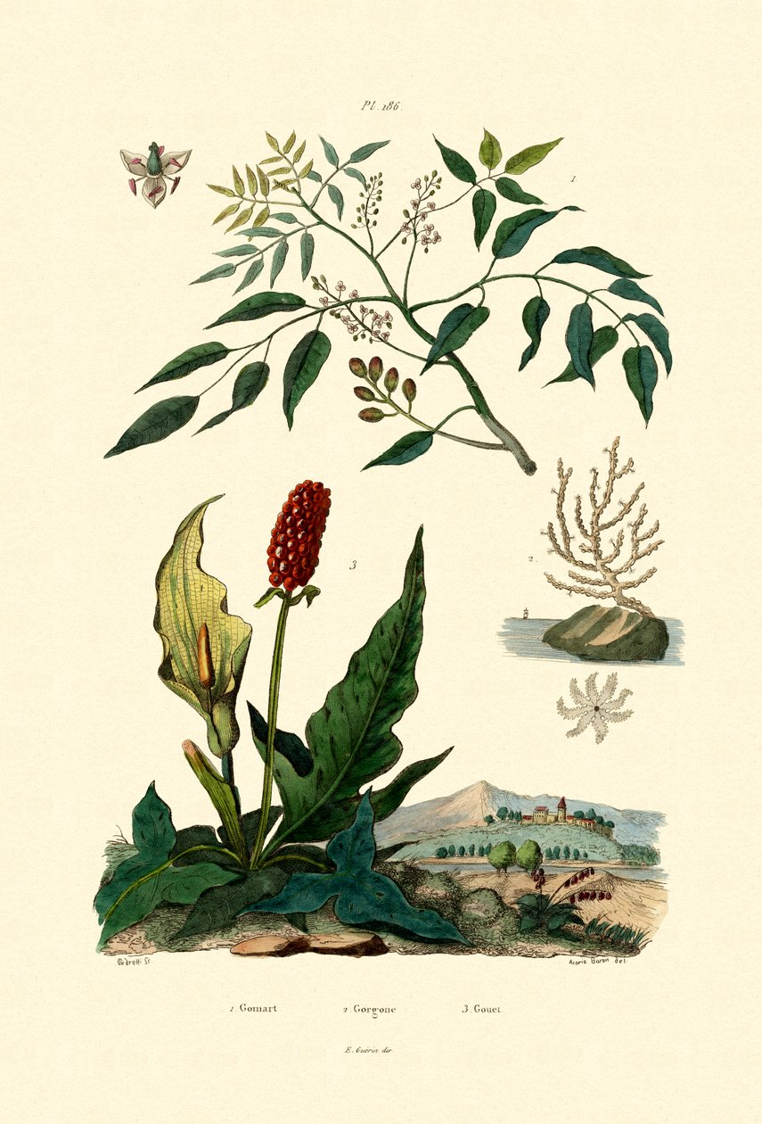 Gumbo Limbo, 1833-39 autorstwa French School