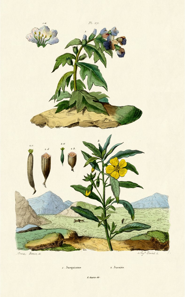 Henbane, 1833-39 autorstwa French School
