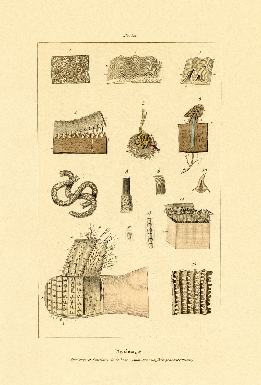 Skóra ludzka, 1833-39 autorstwa French School