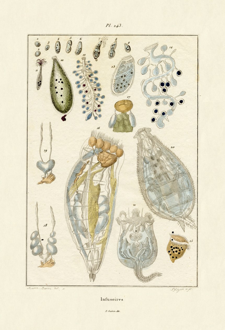 Infusoria, 1833-39 autorstwa French School