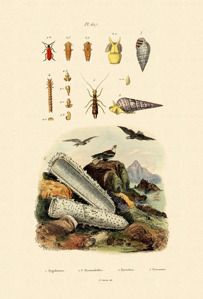 Owady, 1833-39 autorstwa French School
