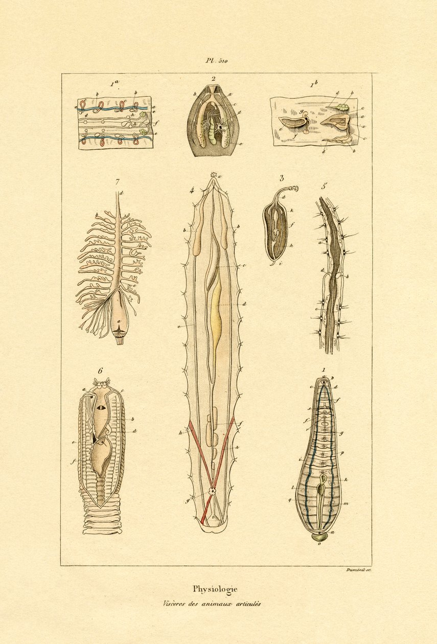 Jelita, 1833-39 autorstwa French School