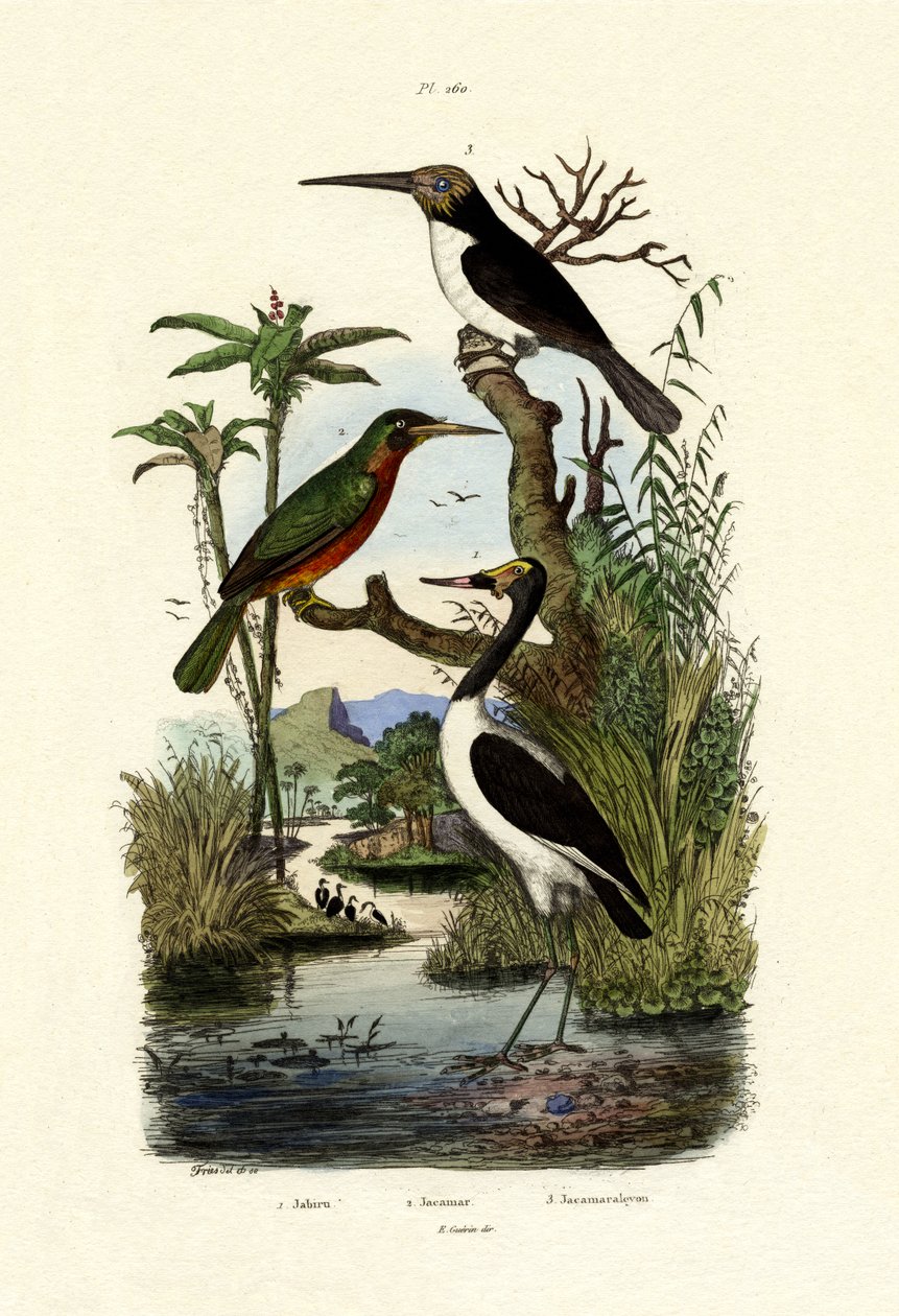 Jabiru, 1833-39 autorstwa French School